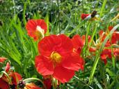 meadow-red-flowers-blossom-bloom-409279.jpg