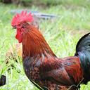 rooster-farm-barnyard-rural-1445049.jpg