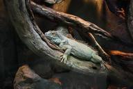 iguana-claws-konar-the-lizard-421015.jpg