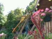 dragonfly-summer-bug-wings-garden-401158.jpg