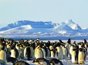 emperor-penguins-antarctic-life-429127.jpg