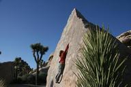 joshua-tree-climb-boulder-landscape-912042.jpg