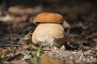 mushroom-forest-after-the-rain-621390.jpg