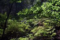 ferns-woodland-autumn-light-backlit-475701.jpg