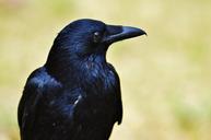 raven-crow-raven-bird-black-bird-1347374.jpg