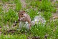 squirrel-animals-rodent-631585.jpg