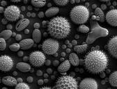 pollen-microscope-543490.jpg