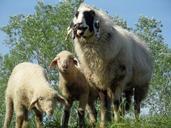 sheep-lamb-lambs-dike-671615.jpg