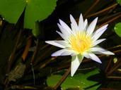 water-lily-white-nature-pond-571602.jpg