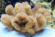 aquarium-coral-leather-reef-1318683.jpg