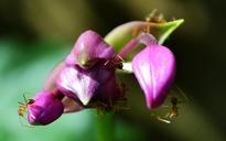 ants-ant-flower-flowers-blossoms-181946.jpg