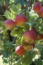 apples-orchard-tree-fruit-fall-379892.jpg