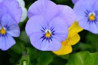 violet-flower-plant-blue-garden-783254.jpg