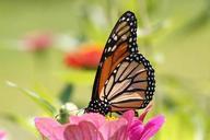 Monarch butterfly insect danaus plexippus.jpg