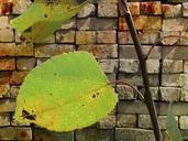 leaves-brick-wall-background-258662.jpg