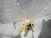 bee-pollen-blossom-bloom-nectar-174029.jpg