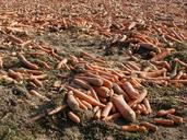 carrots-field-harvested-food-837821.jpg