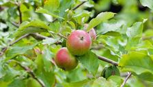 apples-apple-fresh-tree-fruit-164189.jpg