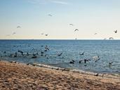 horizon-birds-ocean-landscape-blue-418384.jpg