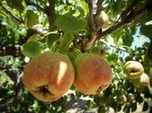 apples-fruit-orchard-delicacy-500222.jpg