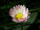 daisy-pink-pointed-flower-1042484.jpg