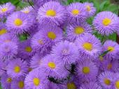 violet-flower-meadow-nature-floral-164920.jpg