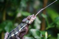 chameleon-panther-chameleon-1154457.jpg