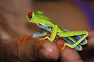 frog-costa-rica-bright-vivid-796827.jpg