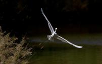 egret-bird-wildlife-flying-nature-1157973.jpg