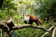 panda-nature-mammal-red-panda-zoo-1250415.jpg