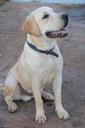 labrador-dog-canine-animals-pet-434835.jpg