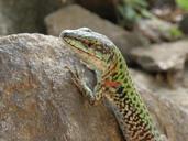 lizard-detail-head-mediterranean-620240.jpg