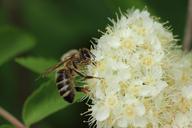 flowers-pollen-pollination-insect-767950.jpg