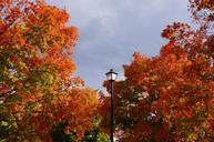 Street-light-in-front-of-trees-with-a-colorful-fall-foliage.jpg