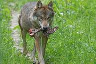 wolf-predator-pack-animal-1482498.jpg