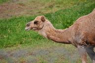 camel-animal-mammal-sand-desert-102467.jpg