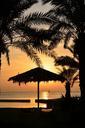 palm-dawn-landscape-tropical-1128081.jpg