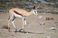 gazelle-antelope-etosha-africa-839100.jpg