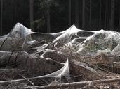 spider-webs-weird-forest-nature-597649.jpg