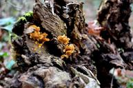 trunk-mushrooms-tree-trunk-bark-248253.jpg