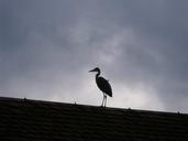 heron-bird-roof-dark-clouds-423444.jpg