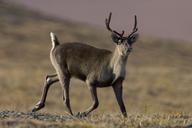 caribou-wildlife-reindeer-mammal-861969.jpg