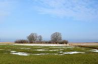 meadow-pasture-reed-trees-nature-650920.jpg