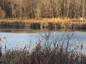 pond-peaceful-tranquil-view-510650.jpg