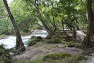 river-tree-water-nature-mexico-624167.jpg