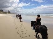 beach-horse-new-zealand-ocean-sea-1064805.jpg