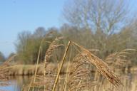 landscape-reed-branches-water-644977.jpg