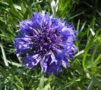 purple-flower-bloom-purple-flower-1326855.jpg