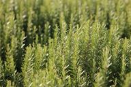 rosemary-spices-herbs-nature-green-1049531.jpg