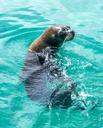 sea-lion-face-marine-nature-911991.jpg